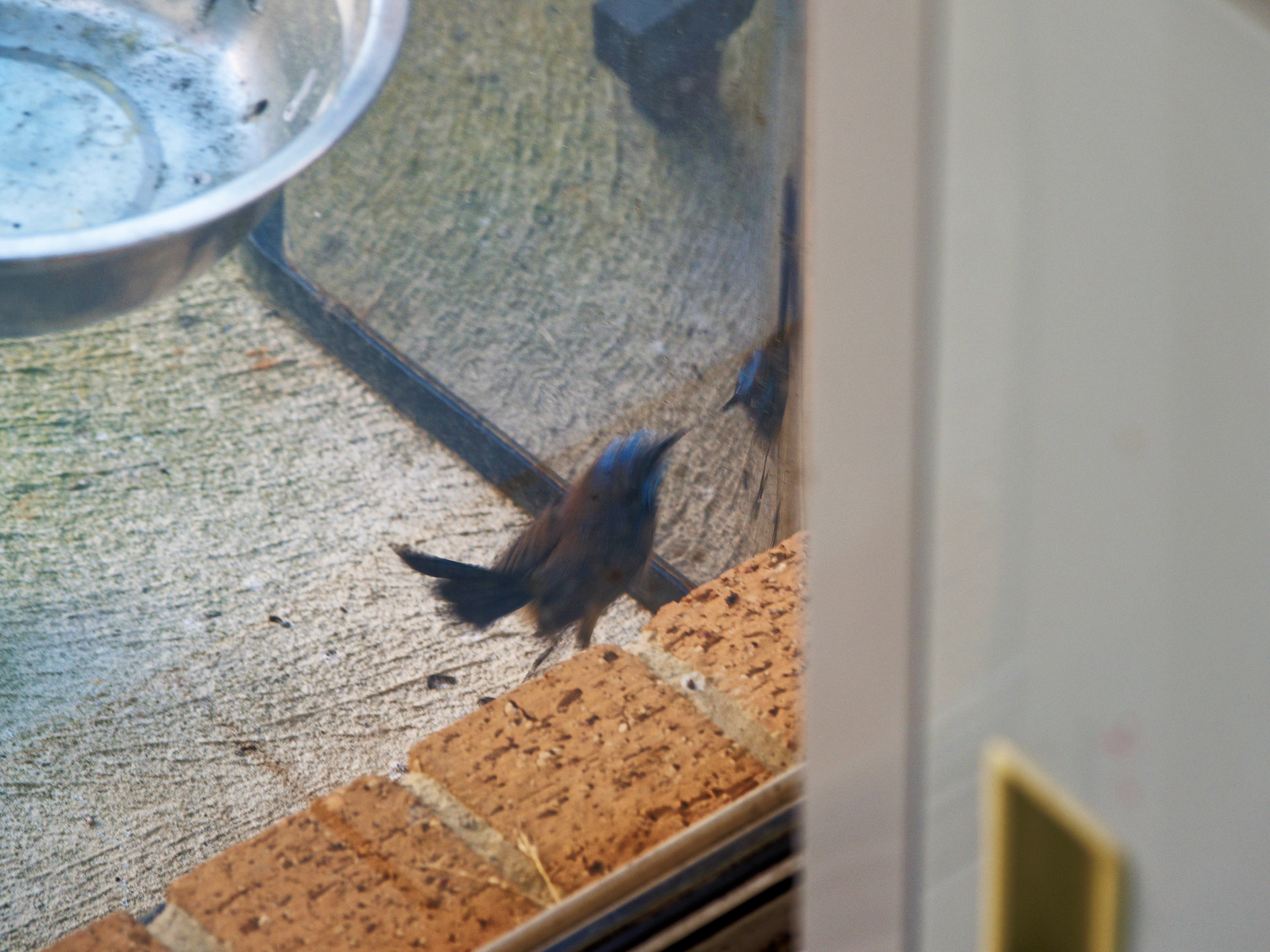 https://lemis.nyc3.digitaloceanspaces.com/grog/Photos/20260828/big/Superb-fairy-wren-86.jpeg