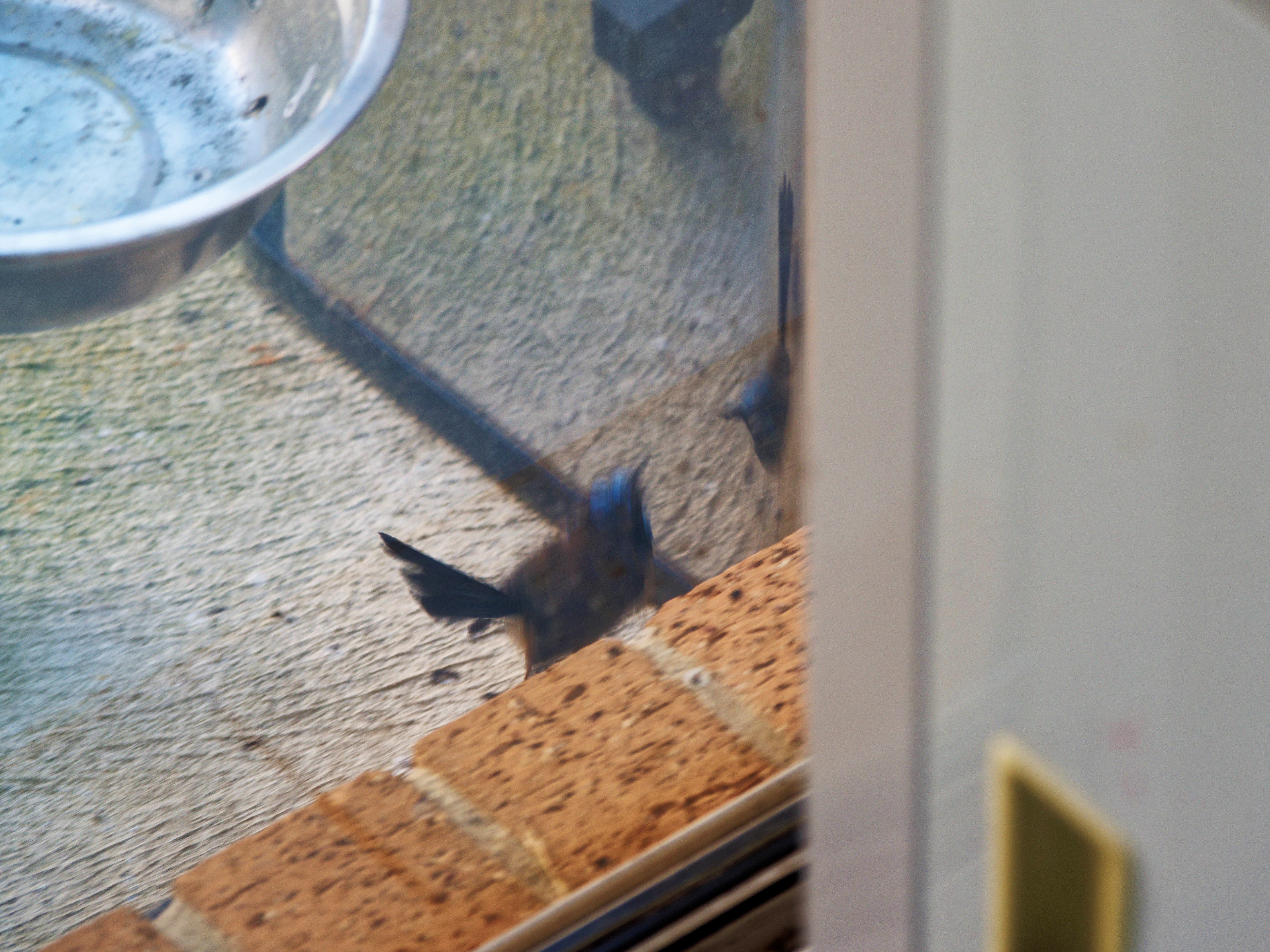 https://lemis.nyc3.digitaloceanspaces.com/grog/Photos/20260828/big/Superb-fairy-wren-87.jpeg
