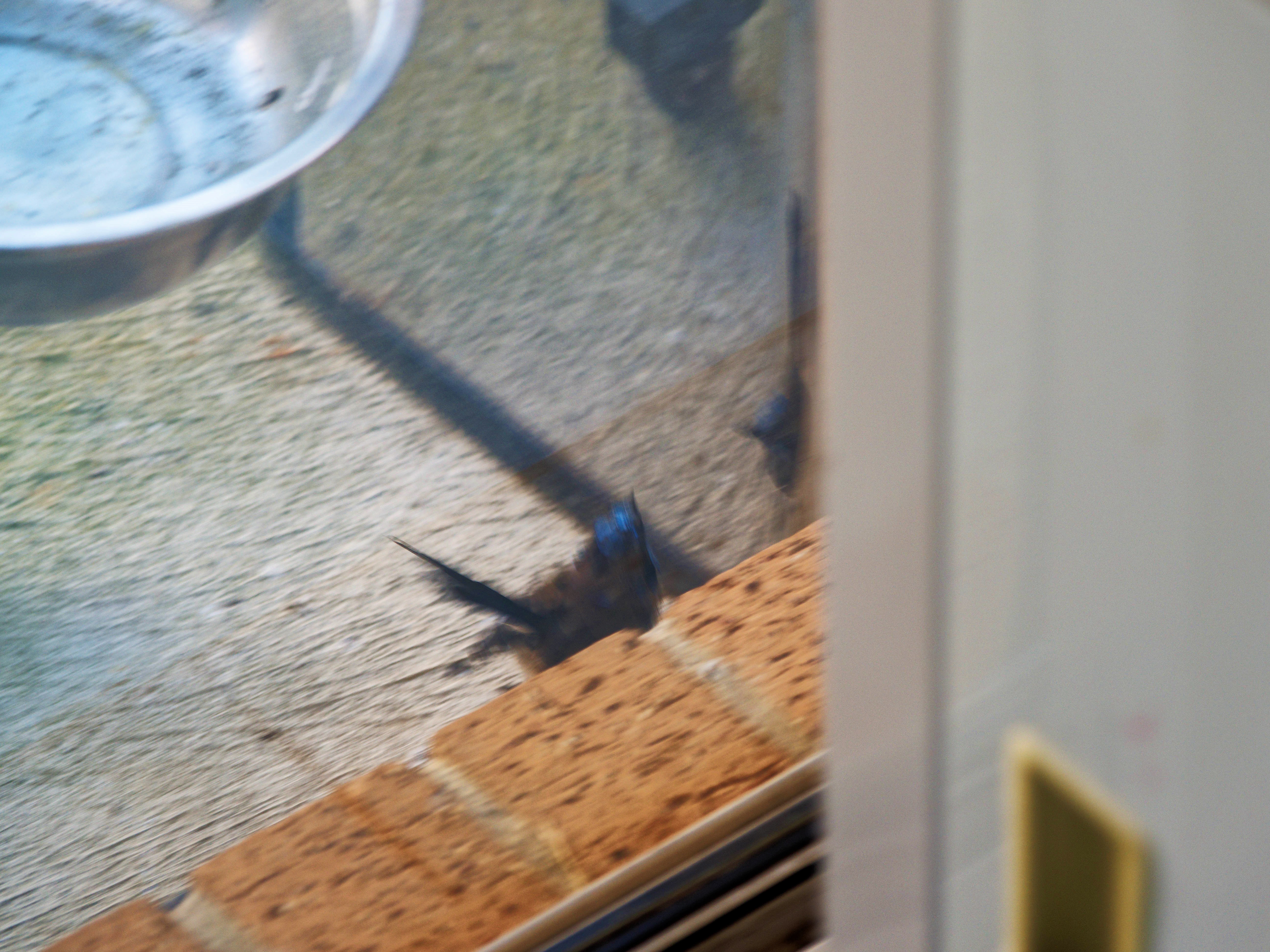 https://lemis.nyc3.digitaloceanspaces.com/grog/Photos/20260828/big/Superb-fairy-wren-88.jpeg