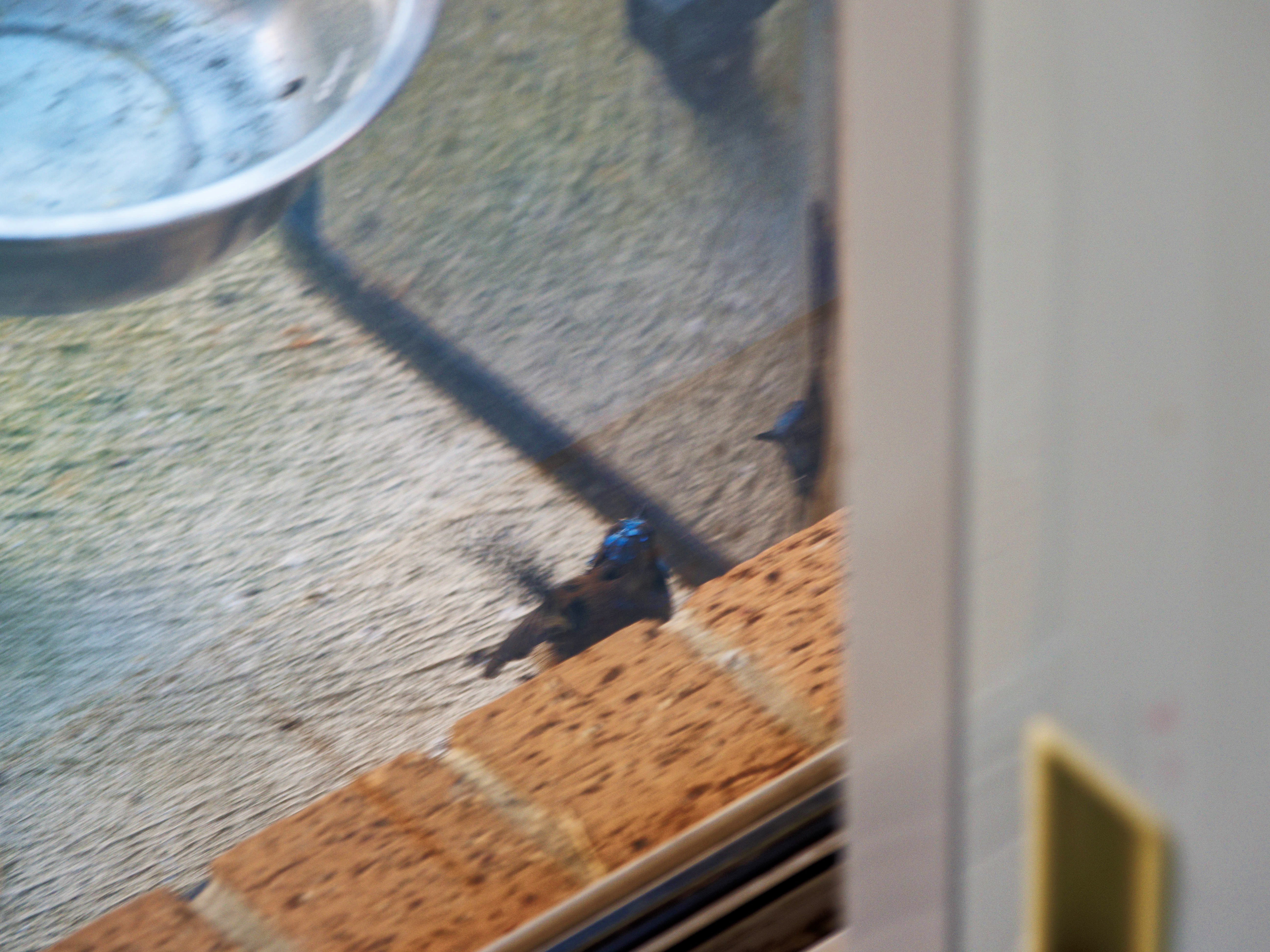 https://lemis.nyc3.digitaloceanspaces.com/grog/Photos/20260828/big/Superb-fairy-wren-89.jpeg