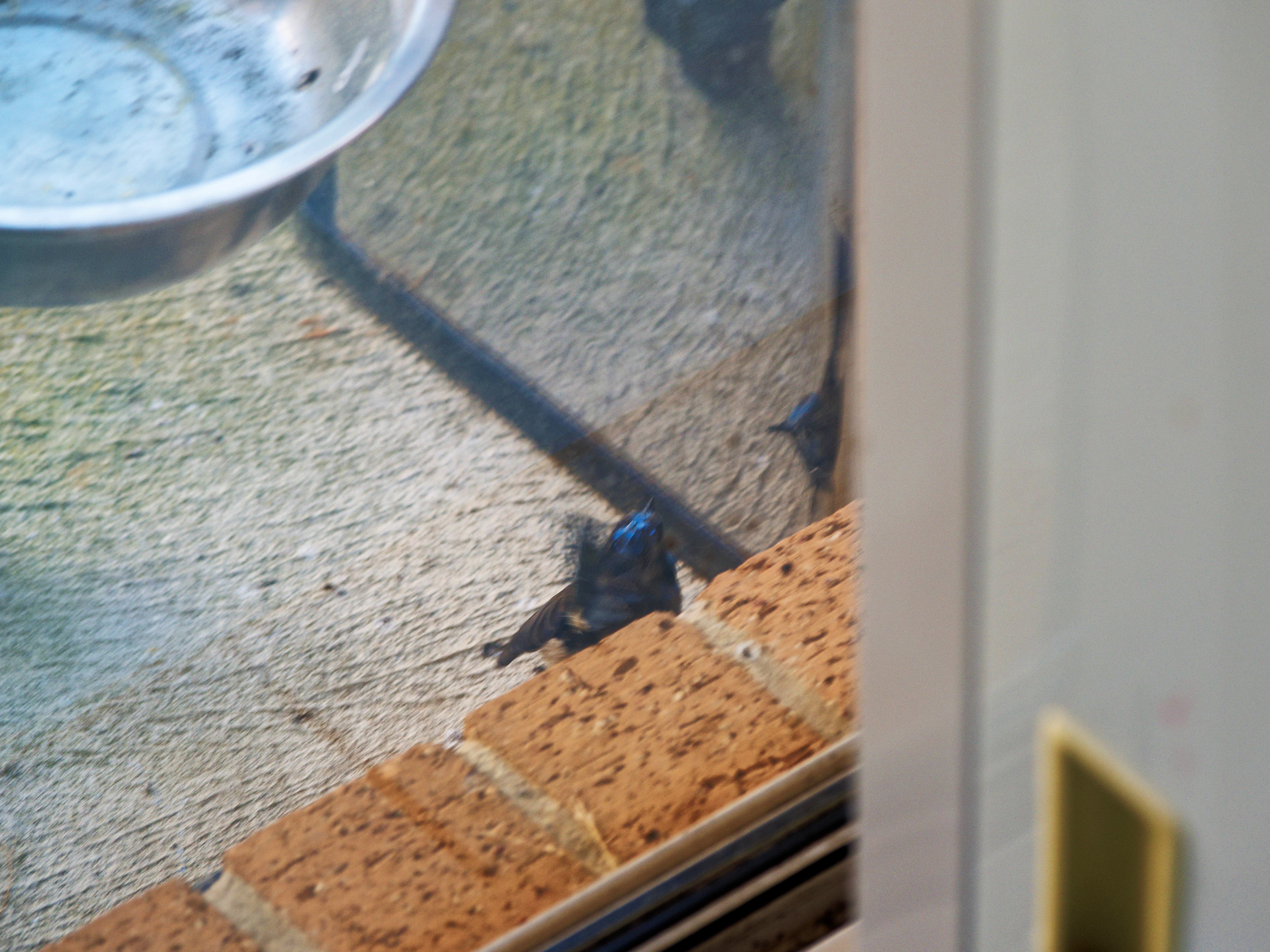 https://lemis.nyc3.digitaloceanspaces.com/grog/Photos/20260828/big/Superb-fairy-wren-90.jpeg