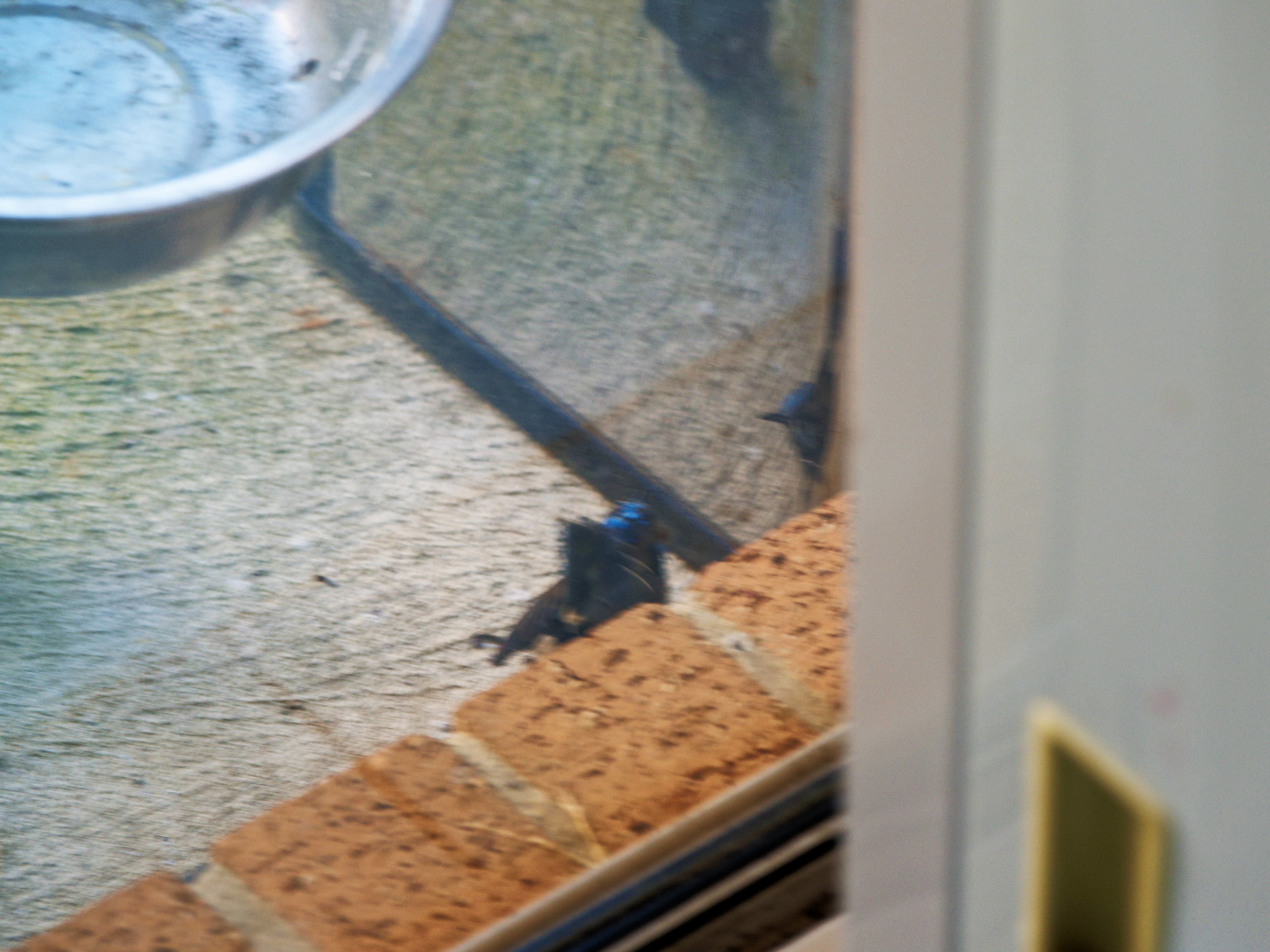 https://lemis.nyc3.digitaloceanspaces.com/grog/Photos/20260828/big/Superb-fairy-wren-92.jpeg