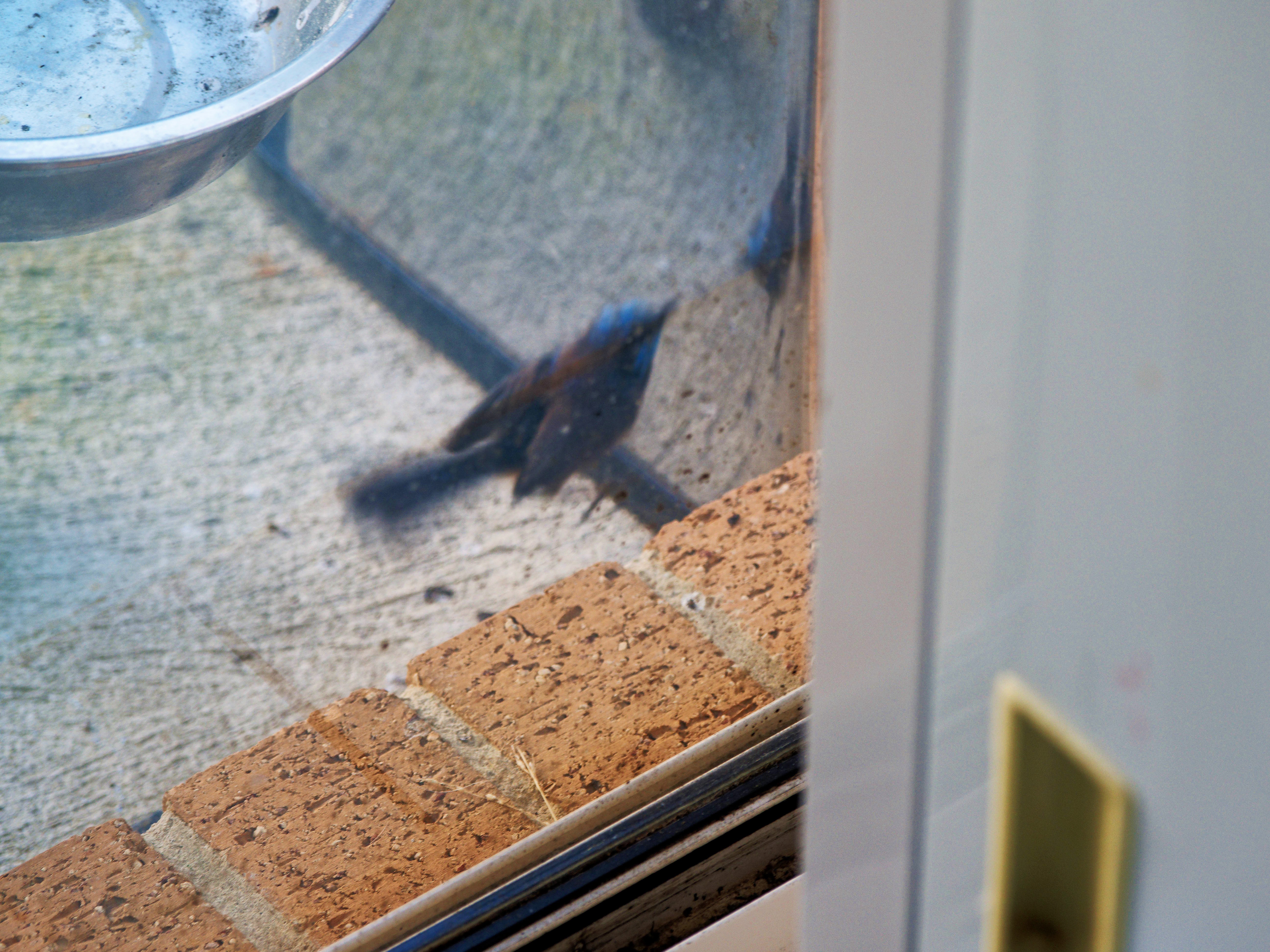 https://lemis.nyc3.digitaloceanspaces.com/grog/Photos/20260828/big/Superb-fairy-wren-96.jpeg