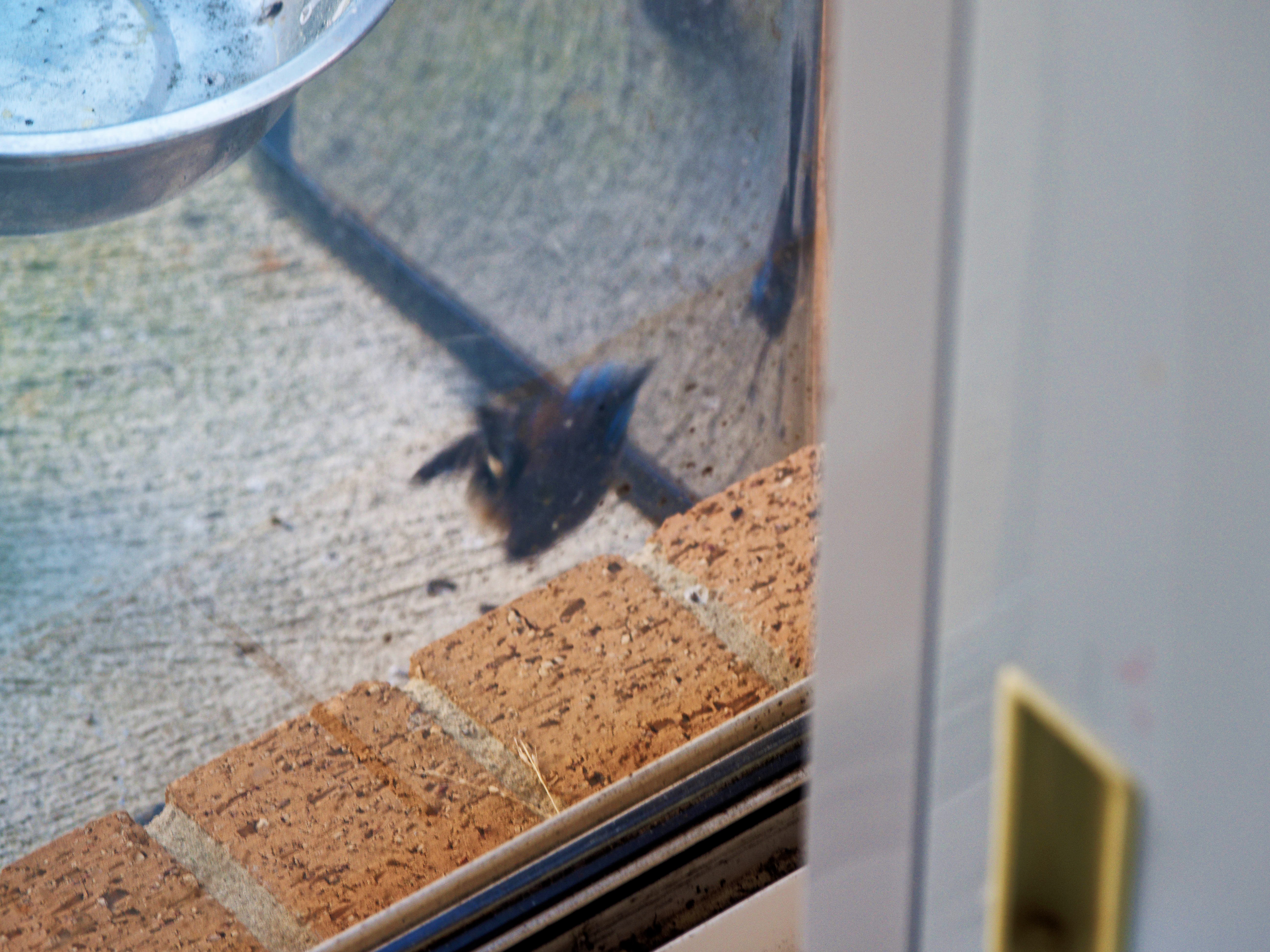 https://lemis.nyc3.digitaloceanspaces.com/grog/Photos/20260828/big/Superb-fairy-wren-98.jpeg