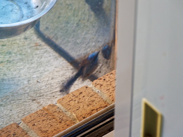 https://lemis.nyc3.digitaloceanspaces.com/grog/Photos/20260828/small/Superb-fairy-wren-10.jpeg