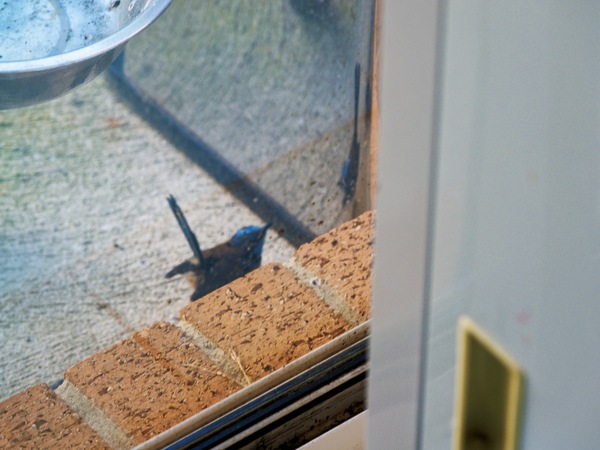 https://lemis.nyc3.digitaloceanspaces.com/grog/Photos/20260828/small/Superb-fairy-wren-105.jpeg