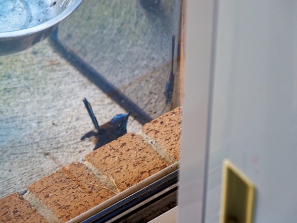 https://lemis.nyc3.digitaloceanspaces.com/grog/Photos/20260828/small/Superb-fairy-wren-111.jpeg