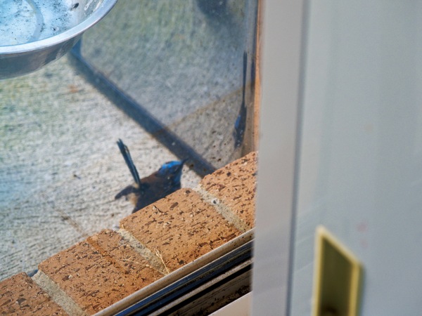 https://lemis.nyc3.digitaloceanspaces.com/grog/Photos/20260828/small/Superb-fairy-wren-112.jpeg