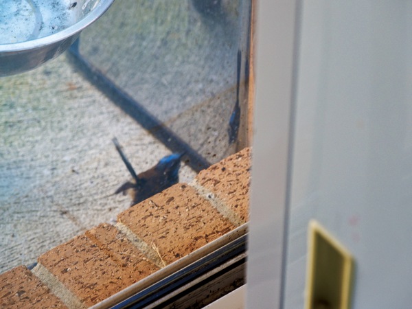 https://lemis.nyc3.digitaloceanspaces.com/grog/Photos/20260828/small/Superb-fairy-wren-113.jpeg