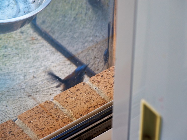 https://lemis.nyc3.digitaloceanspaces.com/grog/Photos/20260828/small/Superb-fairy-wren-114.jpeg