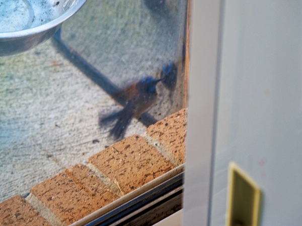https://lemis.nyc3.digitaloceanspaces.com/grog/Photos/20260828/small/Superb-fairy-wren-117.jpeg