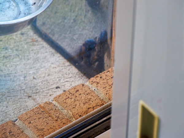 https://lemis.nyc3.digitaloceanspaces.com/grog/Photos/20260828/small/Superb-fairy-wren-119.jpeg