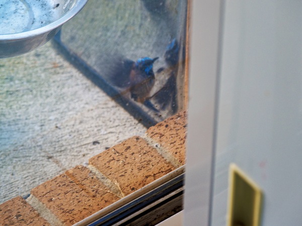 https://lemis.nyc3.digitaloceanspaces.com/grog/Photos/20260828/small/Superb-fairy-wren-121.jpeg