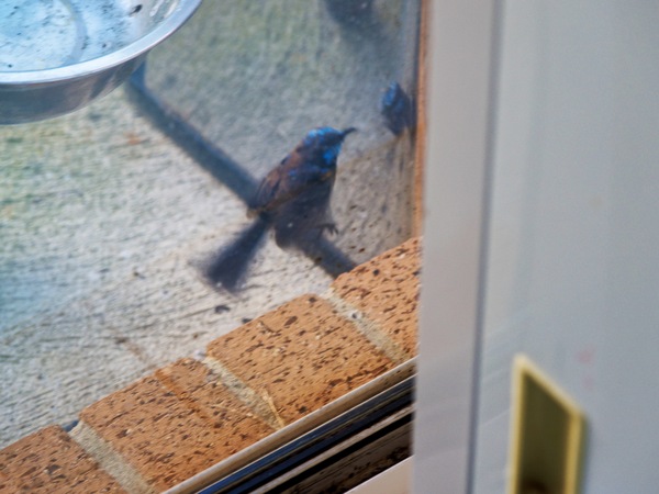 https://lemis.nyc3.digitaloceanspaces.com/grog/Photos/20260828/small/Superb-fairy-wren-124.jpeg