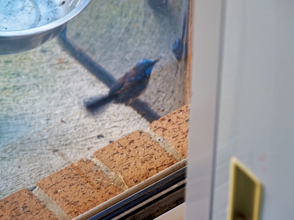 https://lemis.nyc3.digitaloceanspaces.com/grog/Photos/20260828/small/Superb-fairy-wren-125.jpeg