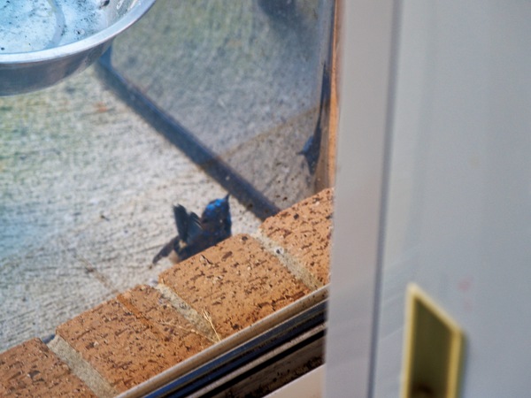 https://lemis.nyc3.digitaloceanspaces.com/grog/Photos/20260828/small/Superb-fairy-wren-134.jpeg