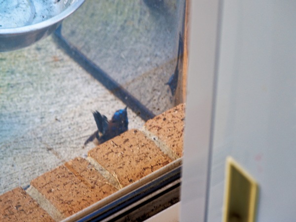 https://lemis.nyc3.digitaloceanspaces.com/grog/Photos/20260828/small/Superb-fairy-wren-135.jpeg