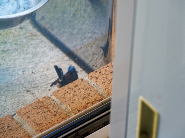 https://lemis.nyc3.digitaloceanspaces.com/grog/Photos/20260828/small/Superb-fairy-wren-140.jpeg