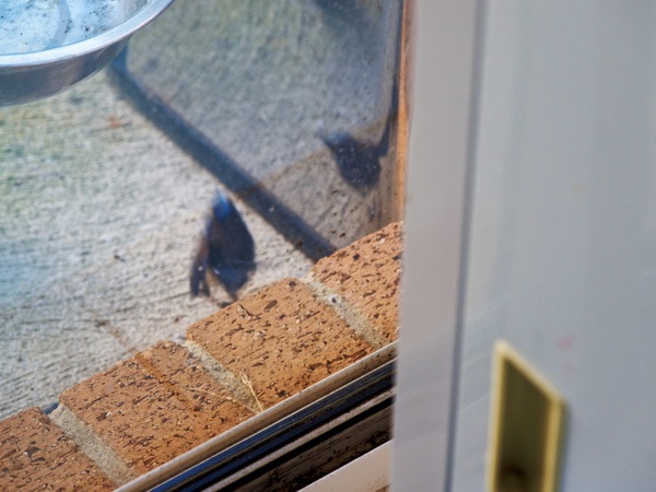 https://lemis.nyc3.digitaloceanspaces.com/grog/Photos/20260828/small/Superb-fairy-wren-145.jpeg