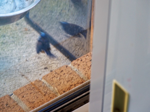 https://lemis.nyc3.digitaloceanspaces.com/grog/Photos/20260828/small/Superb-fairy-wren-148.jpeg