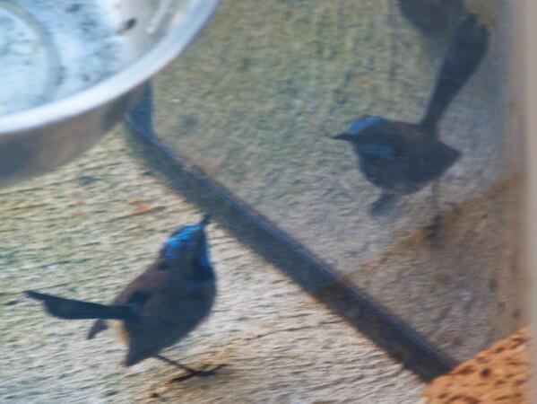 https://lemis.nyc3.digitaloceanspaces.com/grog/Photos/20260828/small/Superb-fairy-wren-15-detail.jpeg