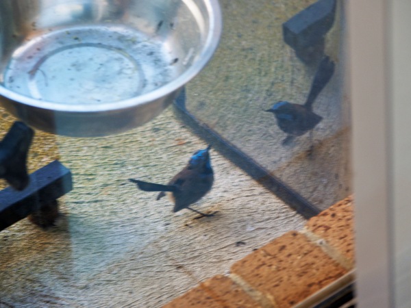 https://lemis.nyc3.digitaloceanspaces.com/grog/Photos/20260828/small/Superb-fairy-wren-15.jpeg