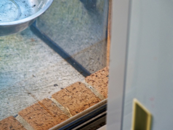 https://lemis.nyc3.digitaloceanspaces.com/grog/Photos/20260828/small/Superb-fairy-wren-160.jpeg