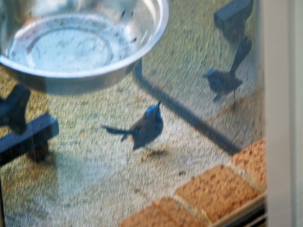 https://lemis.nyc3.digitaloceanspaces.com/grog/Photos/20260828/small/Superb-fairy-wren-17.jpeg
