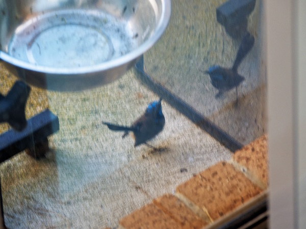 https://lemis.nyc3.digitaloceanspaces.com/grog/Photos/20260828/small/Superb-fairy-wren-18.jpeg