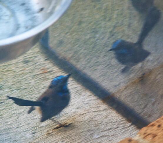 https://lemis.nyc3.digitaloceanspaces.com/grog/Photos/20260828/small/Superb-fairy-wren-21-detail.jpeg