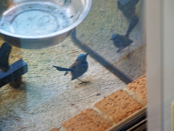https://lemis.nyc3.digitaloceanspaces.com/grog/Photos/20260828/small/Superb-fairy-wren-21.jpeg