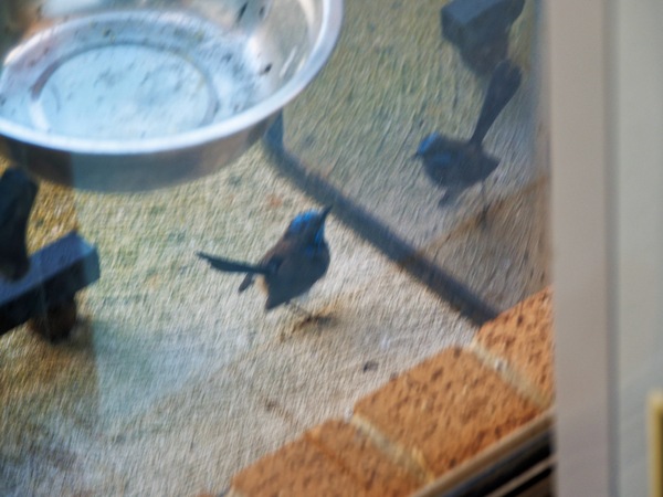 https://lemis.nyc3.digitaloceanspaces.com/grog/Photos/20260828/small/Superb-fairy-wren-22.jpeg