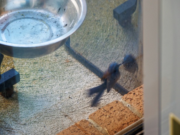 https://lemis.nyc3.digitaloceanspaces.com/grog/Photos/20260828/small/Superb-fairy-wren-23.jpeg