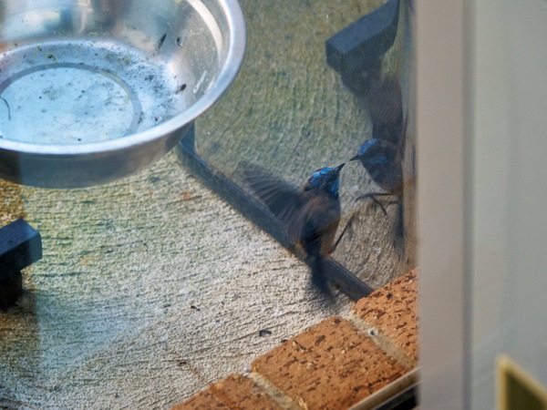 https://lemis.nyc3.digitaloceanspaces.com/grog/Photos/20260828/small/Superb-fairy-wren-29.jpeg