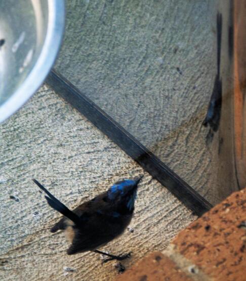 https://lemis.nyc3.digitaloceanspaces.com/grog/Photos/20260828/small/Superb-fairy-wren-3-detail.jpeg