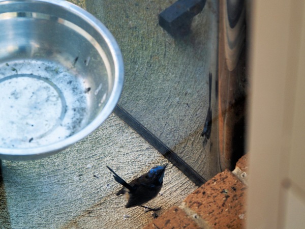 https://lemis.nyc3.digitaloceanspaces.com/grog/Photos/20260828/small/Superb-fairy-wren-3.jpeg