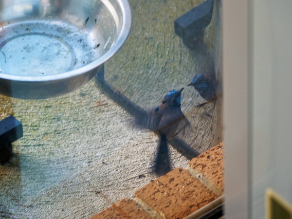 https://lemis.nyc3.digitaloceanspaces.com/grog/Photos/20260828/small/Superb-fairy-wren-30.jpeg