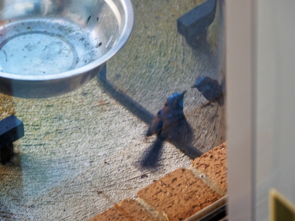https://lemis.nyc3.digitaloceanspaces.com/grog/Photos/20260828/small/Superb-fairy-wren-31.jpeg