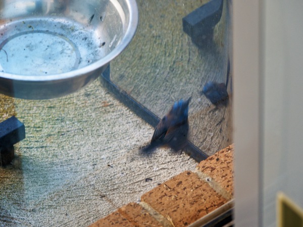 https://lemis.nyc3.digitaloceanspaces.com/grog/Photos/20260828/small/Superb-fairy-wren-32.jpeg