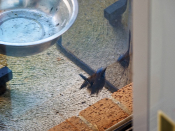 https://lemis.nyc3.digitaloceanspaces.com/grog/Photos/20260828/small/Superb-fairy-wren-34.jpeg