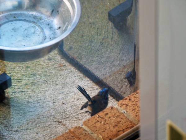 https://lemis.nyc3.digitaloceanspaces.com/grog/Photos/20260828/small/Superb-fairy-wren-37.jpeg