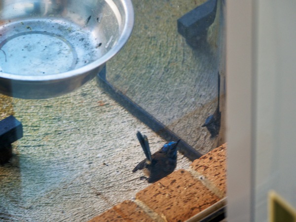 https://lemis.nyc3.digitaloceanspaces.com/grog/Photos/20260828/small/Superb-fairy-wren-41.jpeg