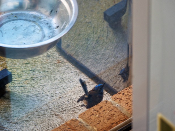 https://lemis.nyc3.digitaloceanspaces.com/grog/Photos/20260828/small/Superb-fairy-wren-42.jpeg