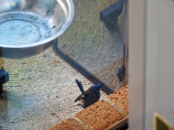 https://lemis.nyc3.digitaloceanspaces.com/grog/Photos/20260828/small/Superb-fairy-wren-44.jpeg