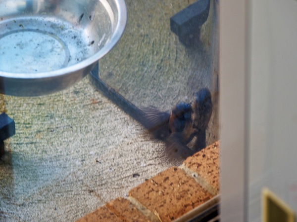 https://lemis.nyc3.digitaloceanspaces.com/grog/Photos/20260828/small/Superb-fairy-wren-50.jpeg