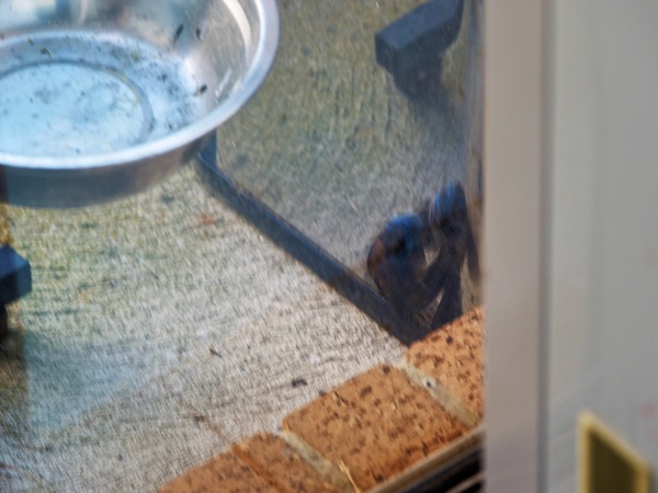 https://lemis.nyc3.digitaloceanspaces.com/grog/Photos/20260828/small/Superb-fairy-wren-51.jpeg