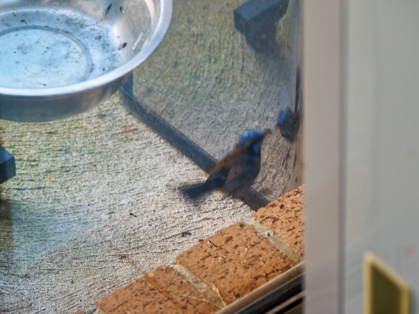https://lemis.nyc3.digitaloceanspaces.com/grog/Photos/20260828/small/Superb-fairy-wren-56.jpeg