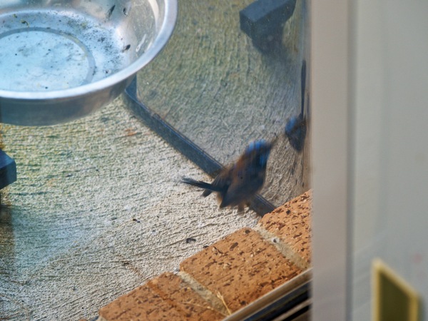 https://lemis.nyc3.digitaloceanspaces.com/grog/Photos/20260828/small/Superb-fairy-wren-57.jpeg