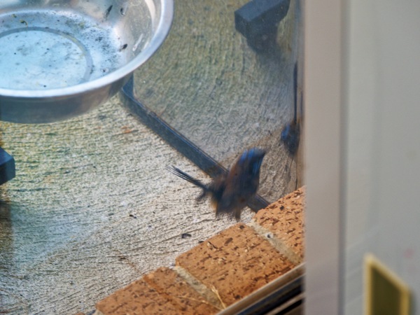 https://lemis.nyc3.digitaloceanspaces.com/grog/Photos/20260828/small/Superb-fairy-wren-58.jpeg