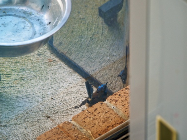 https://lemis.nyc3.digitaloceanspaces.com/grog/Photos/20260828/small/Superb-fairy-wren-68.jpeg